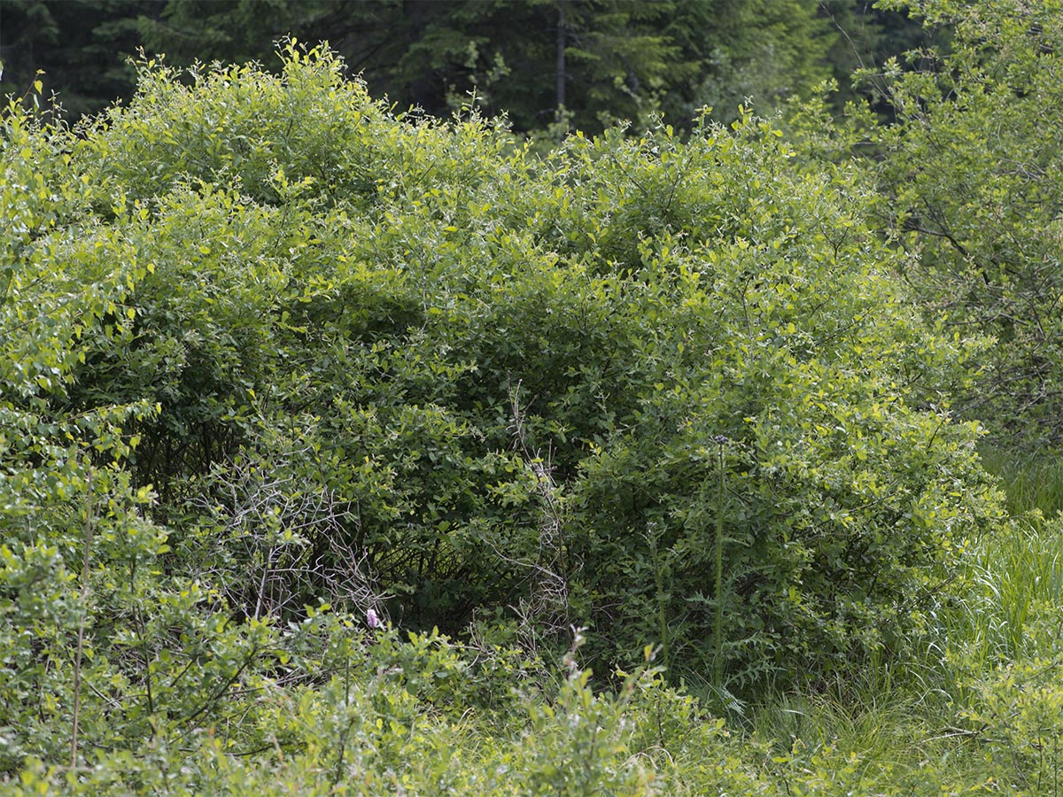 Salix aurita